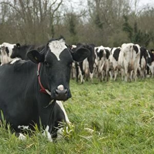 Domestic Cattle, Holstein dairy cow, wearing red collar, resting on grass near herd in pasture, Shropshire, England