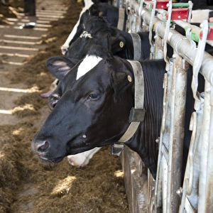 Domestic Cattle, Holstein dairy heifers, wearing neck collar with transponder, Lochmaben, Lockerbie, Dumfries and Galloway, Scotland, april