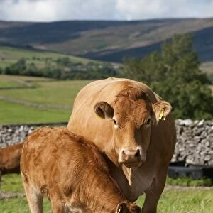 Domestic Cattle, Limousin cow and calf, licking Cattle Booster supplement feed block in pasture, England, august