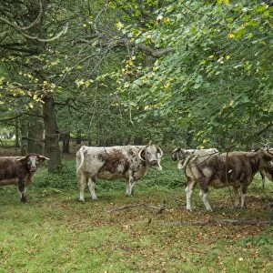 Domestic Cattle, Longhorn, herd, grazing in woodland, Clumber Park, Nottinghamshire, England, October