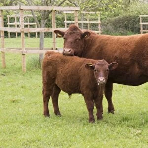 Domestic Cattle, Red Ruby Devon cow and calf, standing in pasture, Exeter, Devon, England, May