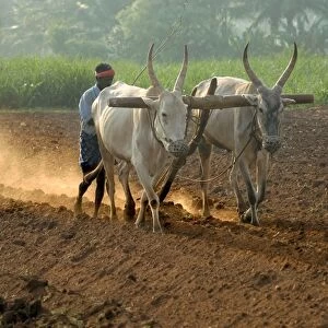 Domestic Cattle, Zebu (Bos indicus) two bullocks, ploughing field with farm worker, Gudallur, Karnataka, India, March