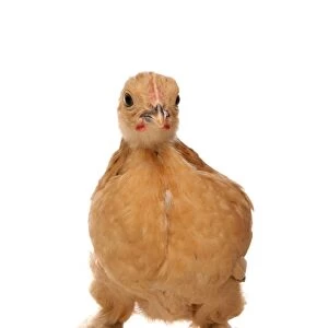 Domestic Chicken, Buff Pekin Bantam, chick, standing