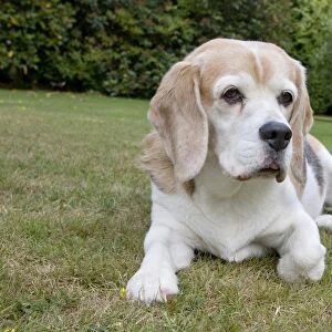 Domestic Dog, Beagle, elderly adult, resting on lawn, England, august