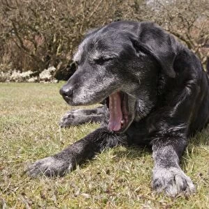 Domestic Dog, Black Labrador Retriever, elderly adult female, fifteen-years old, yawning, laying on grass, England