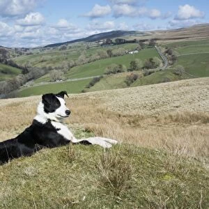 Domestic Dog, Border Collie, working sheepdog, adult, laying on moorland, Cumbria, England, April