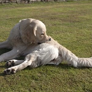 Domestic Dog, Golden Retriever, adult female, biting itch, laying on garden lawn, England, august