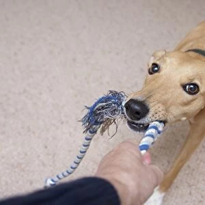 Domestic Dog, Lurcher cross mongrel, adult female, playing tug-of-war with owner, England