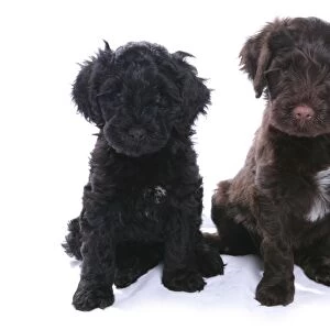 Domestic Dog, Portuguese Water Dog, two puppies, sitting