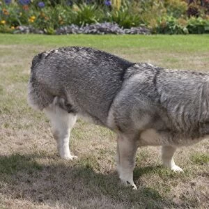 Domestic Dog, Swedish Vallhund, adult female, amputee with back leg missing, standing on garden lawn, England, August