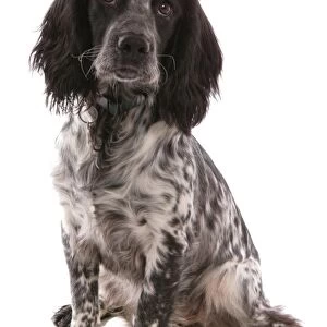 Domestic Dog, Working Cocker Spaniel, puppy, sitting, with collar and tag