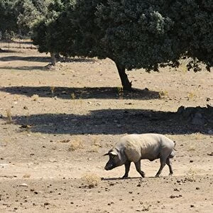 Domestic Pig, boar, walking in degraded dehesa habitat, since fighting bulls demand has lowered