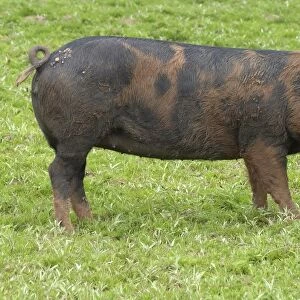 Domestic Pig, Duroc x Berkshire porker, standing on grass, England