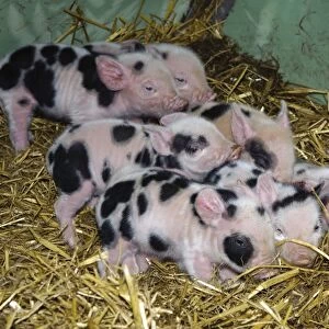 Domestic Pig, Gloucester Old Spot piglets, litter on straw bedding in arc, Cumbria, England, november