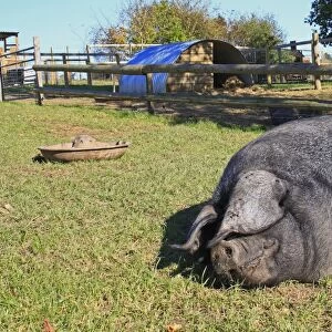 Domestic Pig, Large Black sow, resting in paddock, Museum of East Anglian Life, Stowmarket, Suffolk, England, october