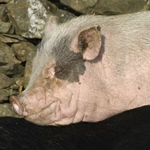 Domestic Pig, Micro Pig (Vietnamese Pot-bellied x Gloucester Old Spot) sow, close-up of head, Cumbria, England