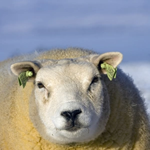 Domestic Sheep, Beltex, standing on snow covered pasture, close-up of head, Kirkby Stephen, Cumbria, England, winter