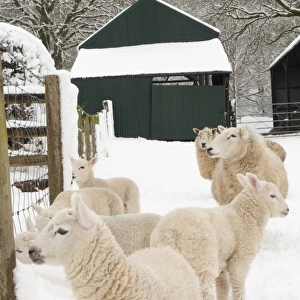 Domestic Sheep, crossbred ewes and lambs, standing on snow covered pasture, Powys, Wales, March