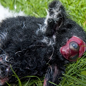 Domestic Sheep, dead lamb, close-up of deformed head, was born alive, England, april
