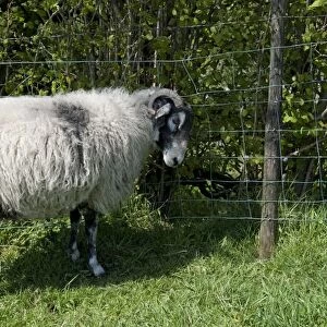 Domestic Sheep, ewe, with horns caught in wire netting fence, England, may