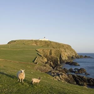 Domestic Sheep, ewe with lamb, standing on clifftop pasture, with lighthouse in distance, Sumburgh Head RSPB Reserve