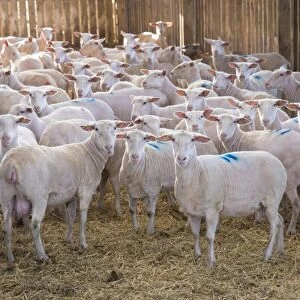 Domestic Sheep, Friesland milking sheep ewes, flock standing in straw yard, Lancashire, England, November