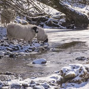 Domestic Sheep, Rough Fell ewes, drinking from partially frozen river, Gaisgill, Cumbria, England, March