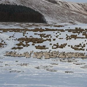 Domestic Sheep, Swaledale ewes, flock walking on snow covered pasture, Fair Oak Fell, Whitewell, Lancashire, England, december