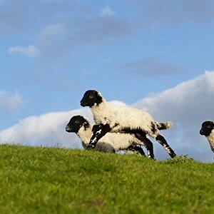 Domestic Sheep, Swaledale, lambs, running and playing in evening sunshine, England, may