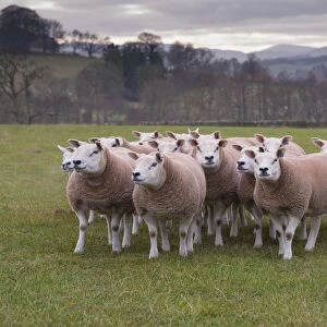 Domestic Sheep, Texel gimmers, flock standing in pasture, Selkirk, Scottish Borders, Scotland, November
