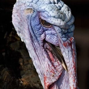 Domestic Turkey, adult male, close-up of head, England, march