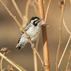 Downy Woodpecker (Picoides pubescens) adult female, foraging on stems, Bosque del Apache National Wildlife Refuge, New Mexico, U. S. A. december
