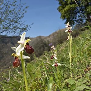 Early Spider Orchid (Ophrys exaltata tyrrhena) flowering, growing on slope in habitat, Italy, april