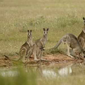 Eastern Grey Kangaroo (Macropus giganteus) family group, drinking at waterhole, Victoria, Australia, November
