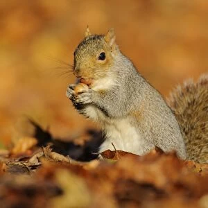 Eastern Grey Squirrel (Sciurus carolinensis) introduced species, adult, with nut in mouth, amongst fallen leaves, Kent