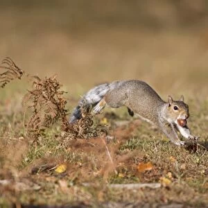 Eastern Grey Squirrel (Sciurus carolinensis) introduced species, adult, running with acorn in mouth, Minsmere RSPB Reserve, Suffolk, England, october