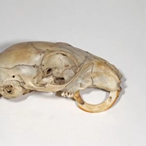 Eastern Grey Squirrel (Sciurus carolinensis) skull, with continued growth of teeth