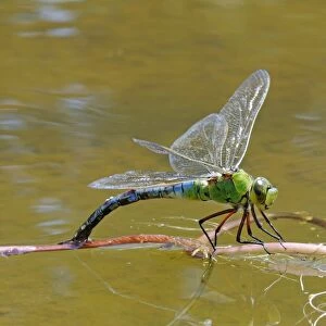 Emperor Dragonfly (Anax imperator) adult female, laying eggs in vegetation at water surface, Oxfordshire, England, august