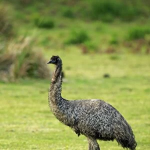 Emu (Dromaius novaehollandiae) adult, walking, Wilsons Promontory N. P. Victoria, Australia, November