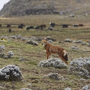 Ethiopian Wolf (Canis simensis) adult, standing on afro-alpine moorland habitat, with domestic cattle herd in background, Bale Mountains, Oromia, Ethiopia