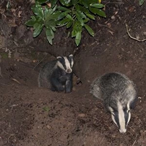 Eurasian Badger (Meles meles) two adults, foraging at entrance to sett at night, Lancashire, England, August