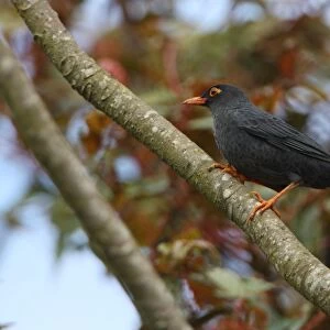 Eurasian Blackbird (Turdus merula kinnisii) endemic race, adult male, perched on branch, Sri Lanka, december