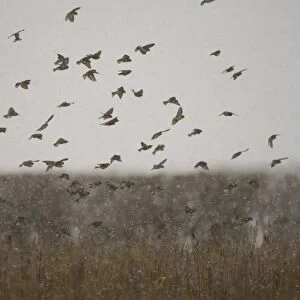 Eurasian Linnet (Carduelis cannabina) flock, in flight during snowfall, dropping into field to feed, Norfolk, England, november