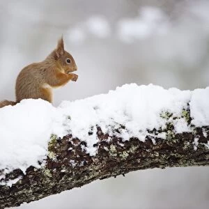 Eurasian Red Squirrel (Sciurus vulgaris) adult, feeding, sitting on branch in deep snow, Cairngorm N. P