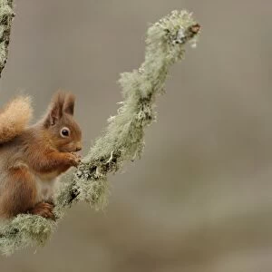 Eurasian Red Squirrel (Sciurus vulgaris) adult, feeding on hazelnut, sitting on lichen covered branch in coniferous