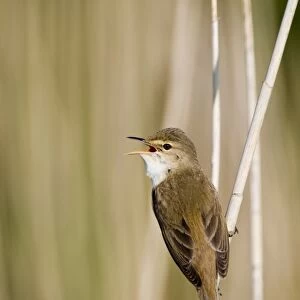 Eurasian Reed-warbler (Acrocephalus scirpaceus) adult, singing, perched on reed stem, Norfolk, England, may