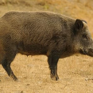 Eurasian Wild Boar (Sus scrofa) sow, standing, Italy, August