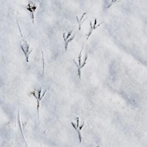 European Blackbird (Turdus merula) footprints on snow in garden, Norfolk, England, january