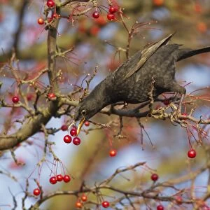 European Blackbird (Turdus merula) immature male, first winter plumage, feeding on berries, Ipswich, Suffolk, England