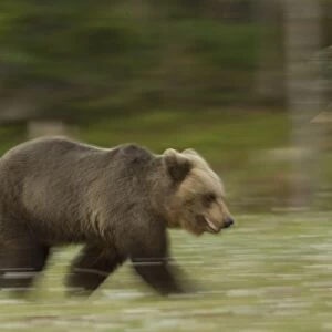 European Brown Bear (Ursus arctos arctos) adult, running in boreal forest, blurred movement, Finland, June